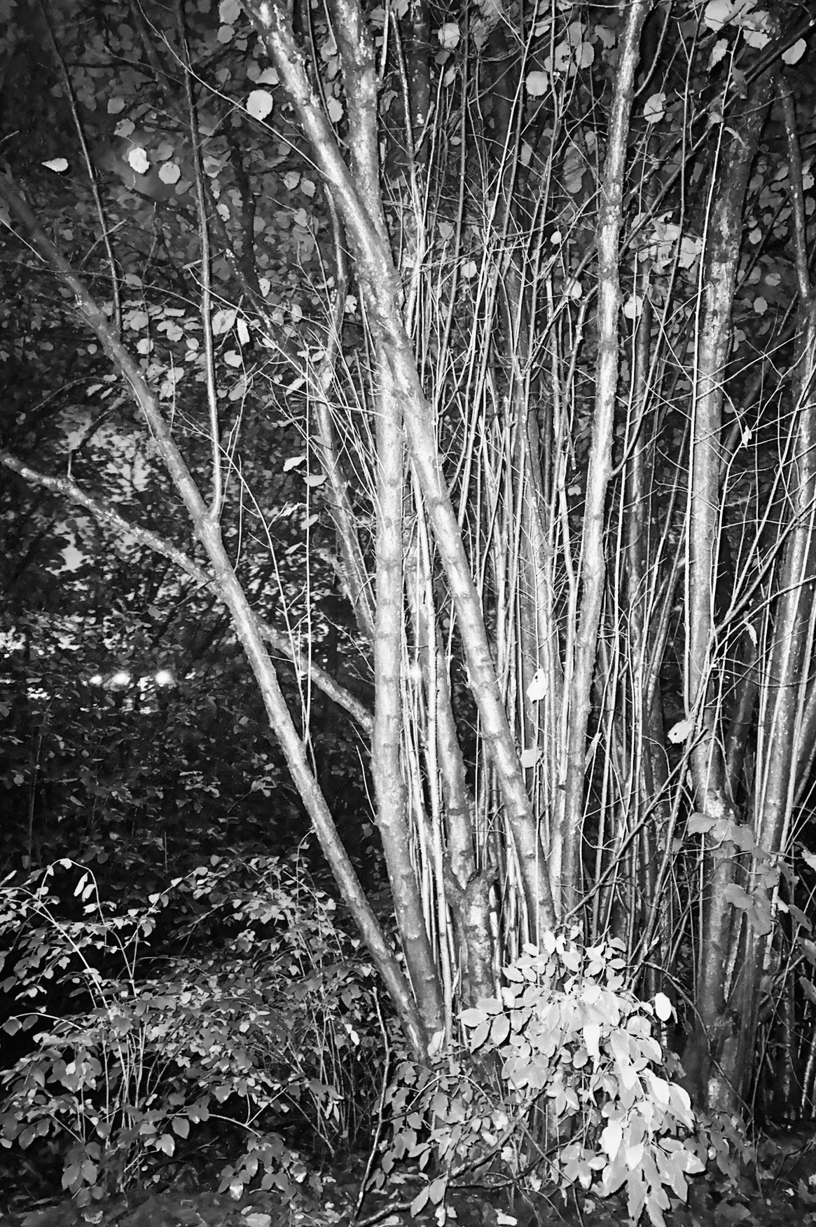 Trees 1