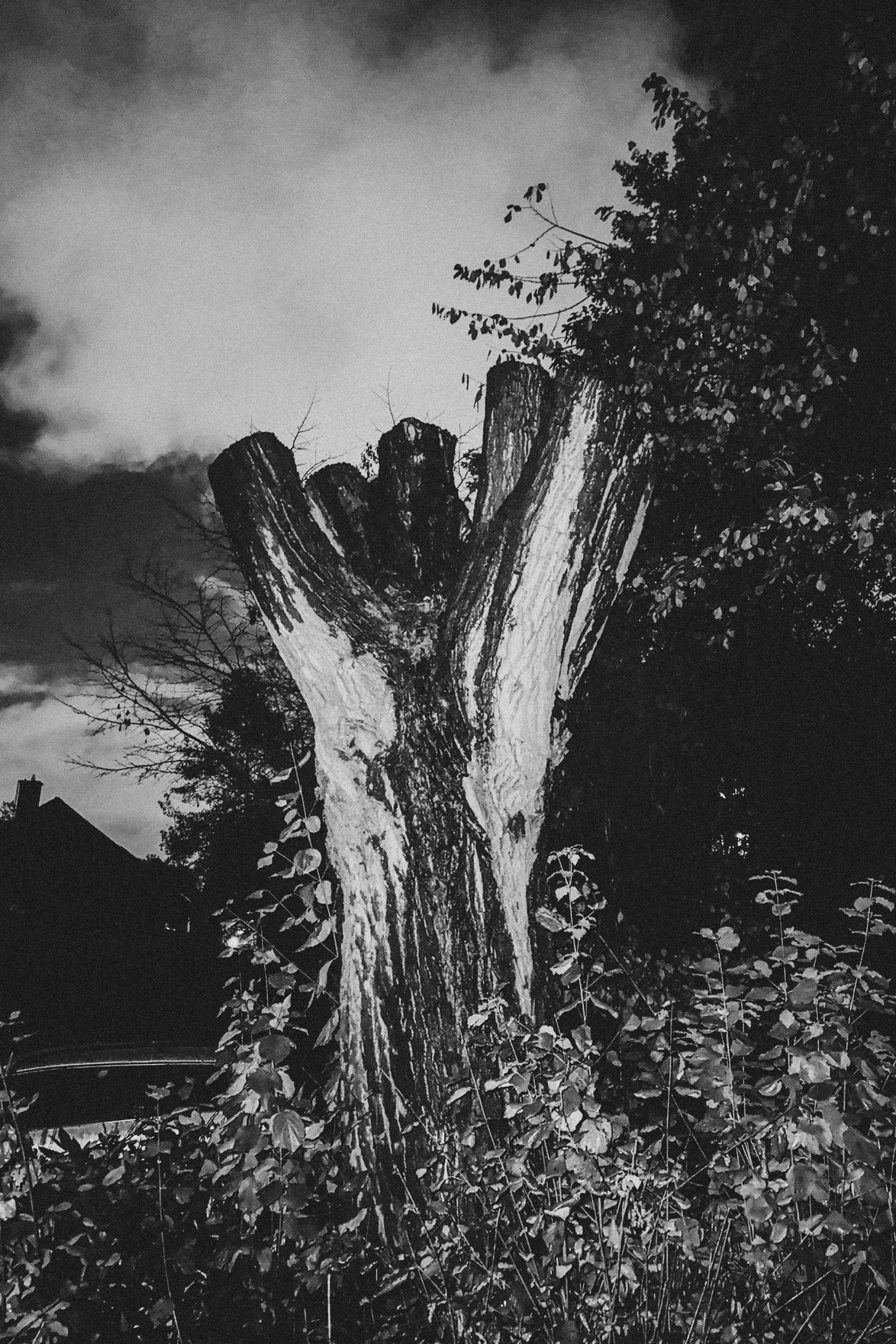 Trees 2
