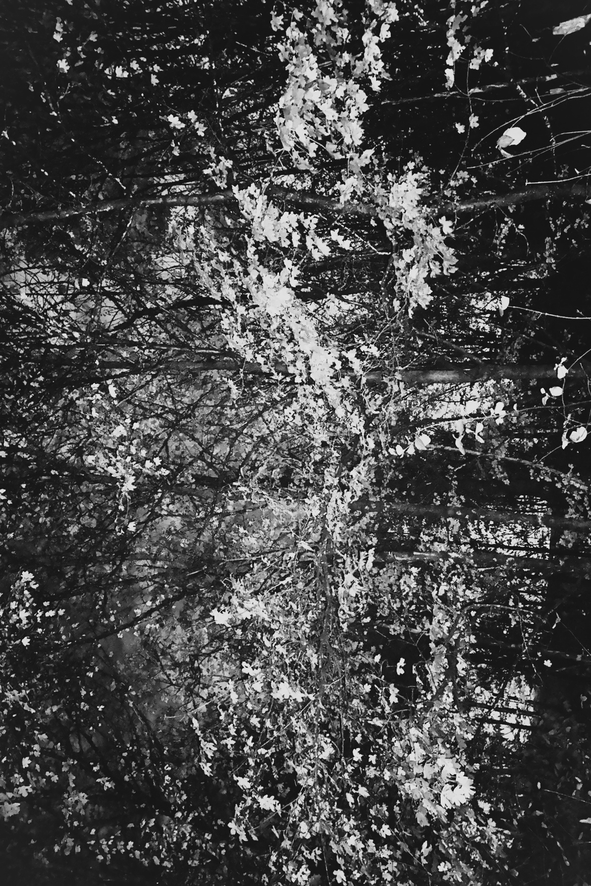 Trees 3