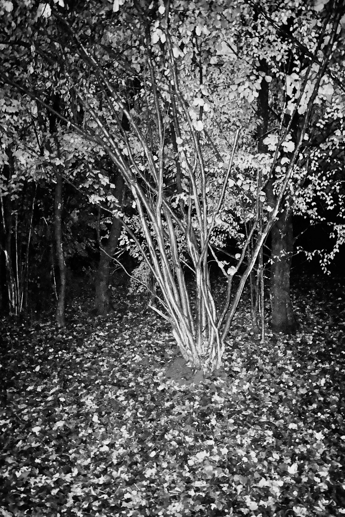 Trees 4