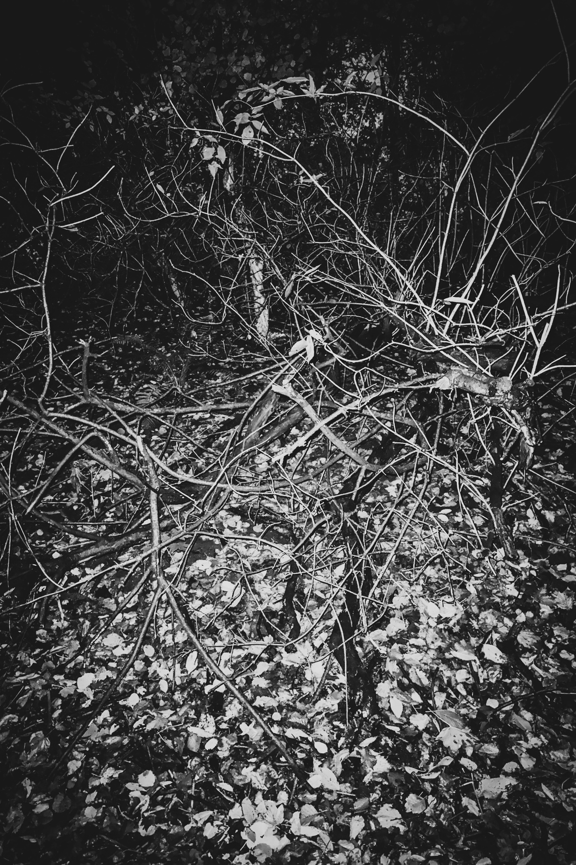 Trees 5