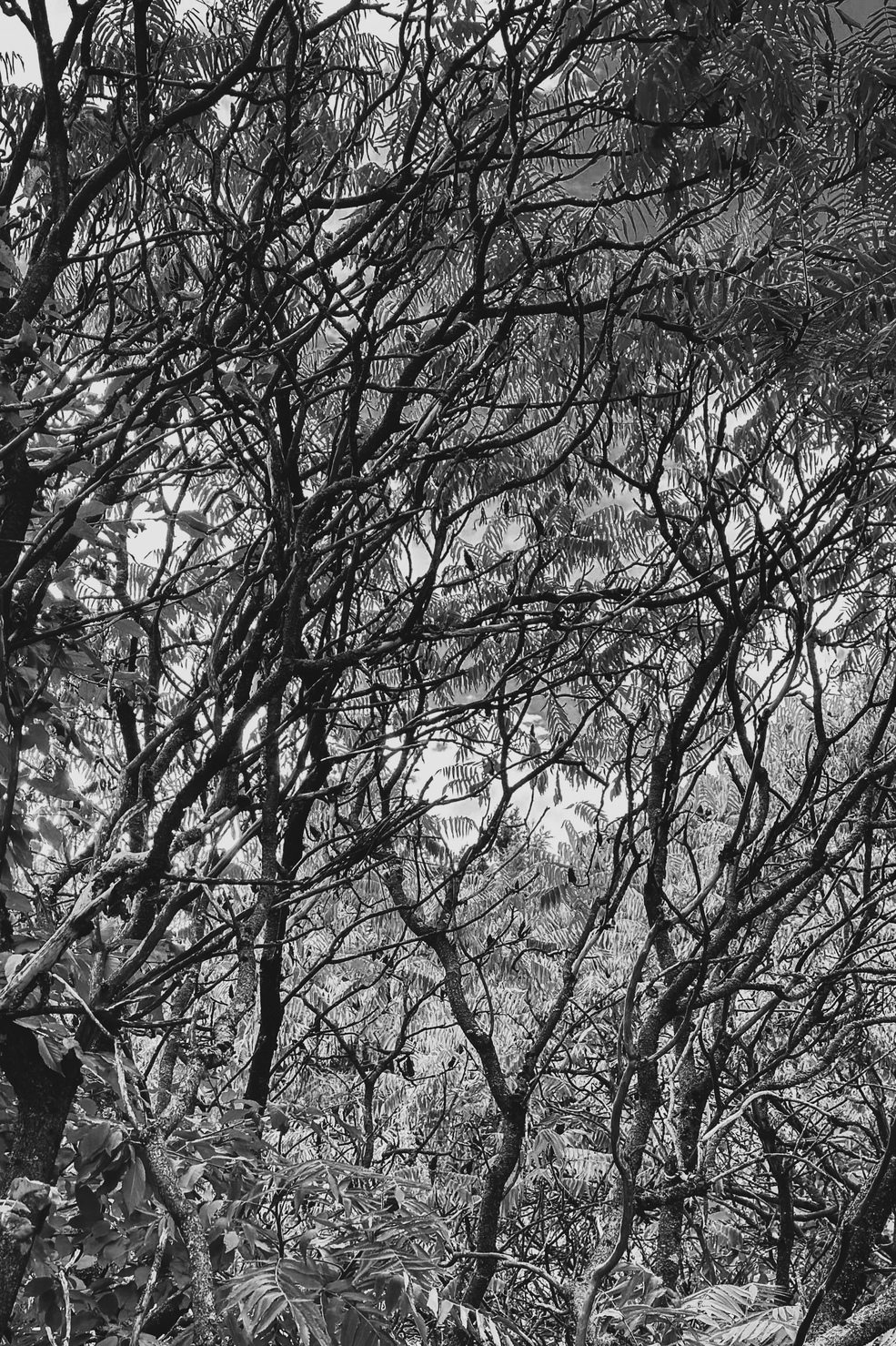 Trees 6