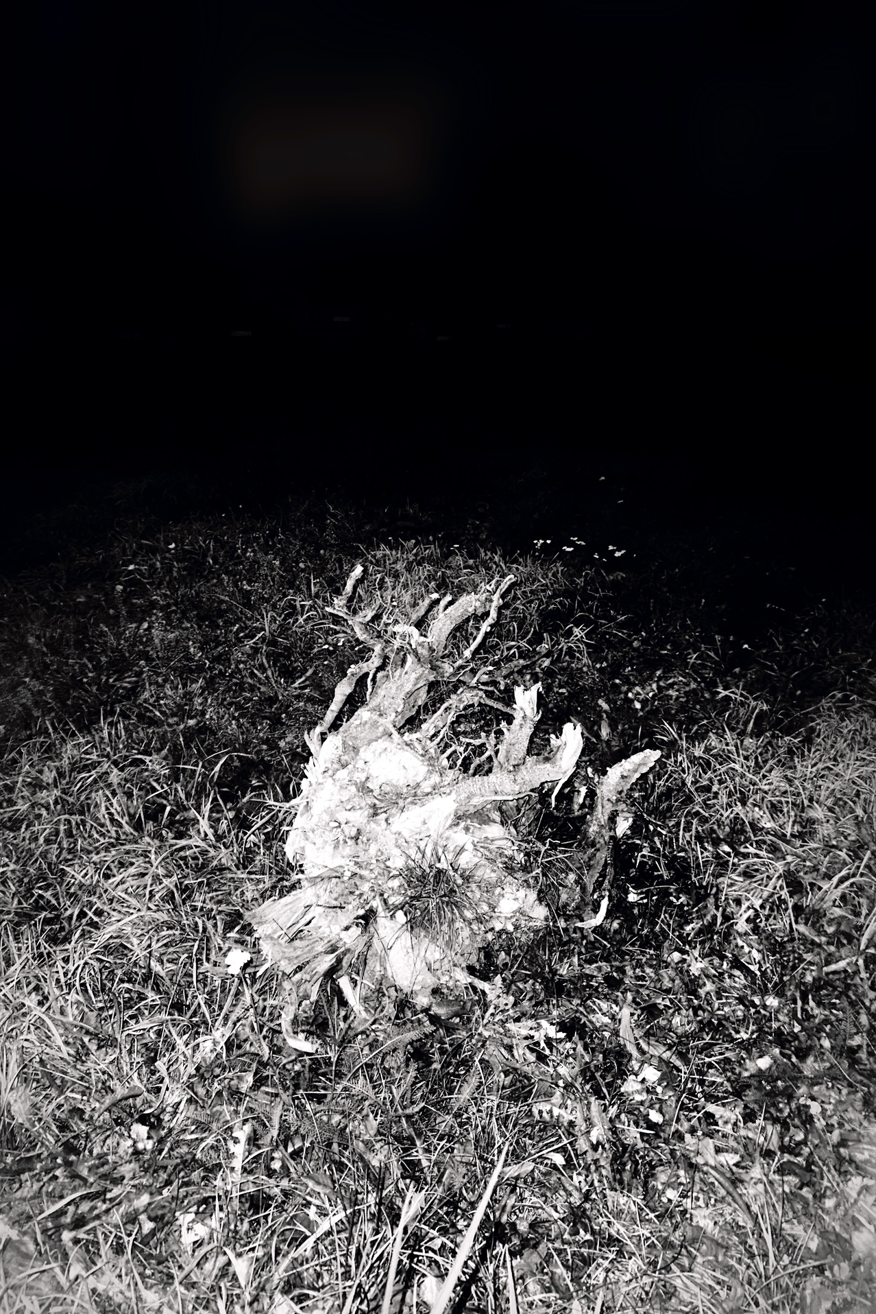 Trees 7