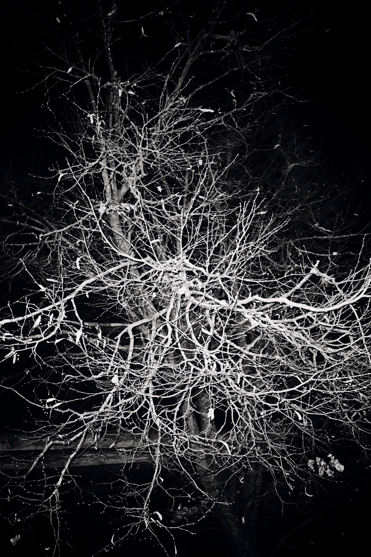 Trees 8