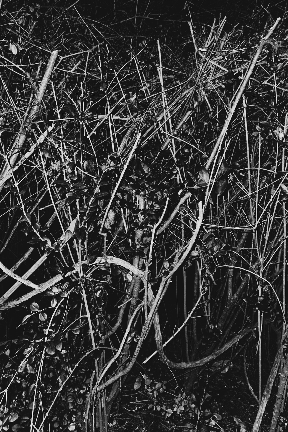 Trees 9