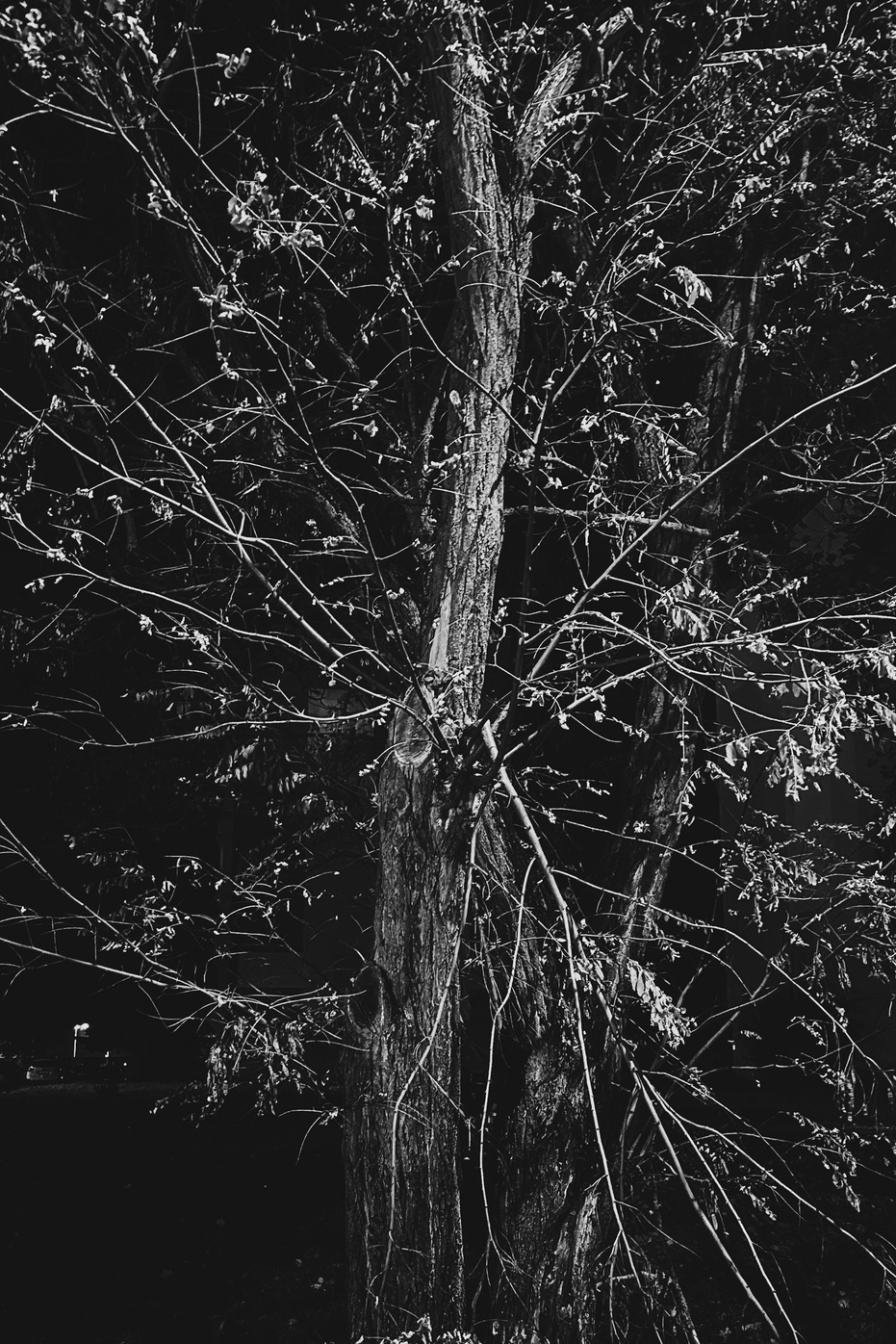 Trees 10