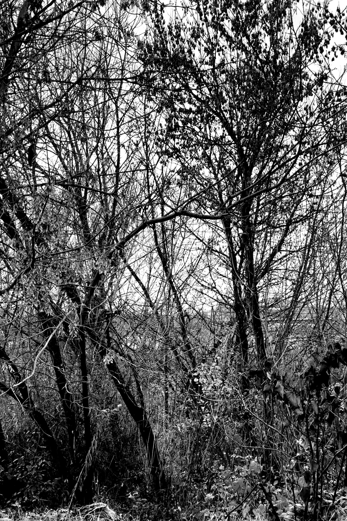 Trees 11