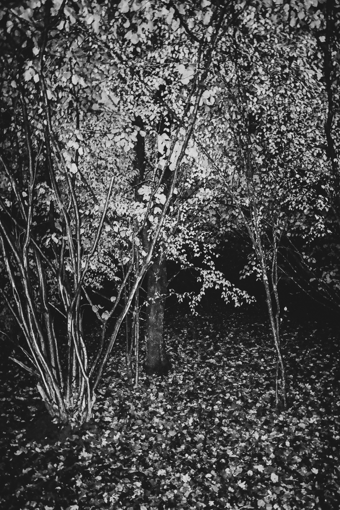Trees 12