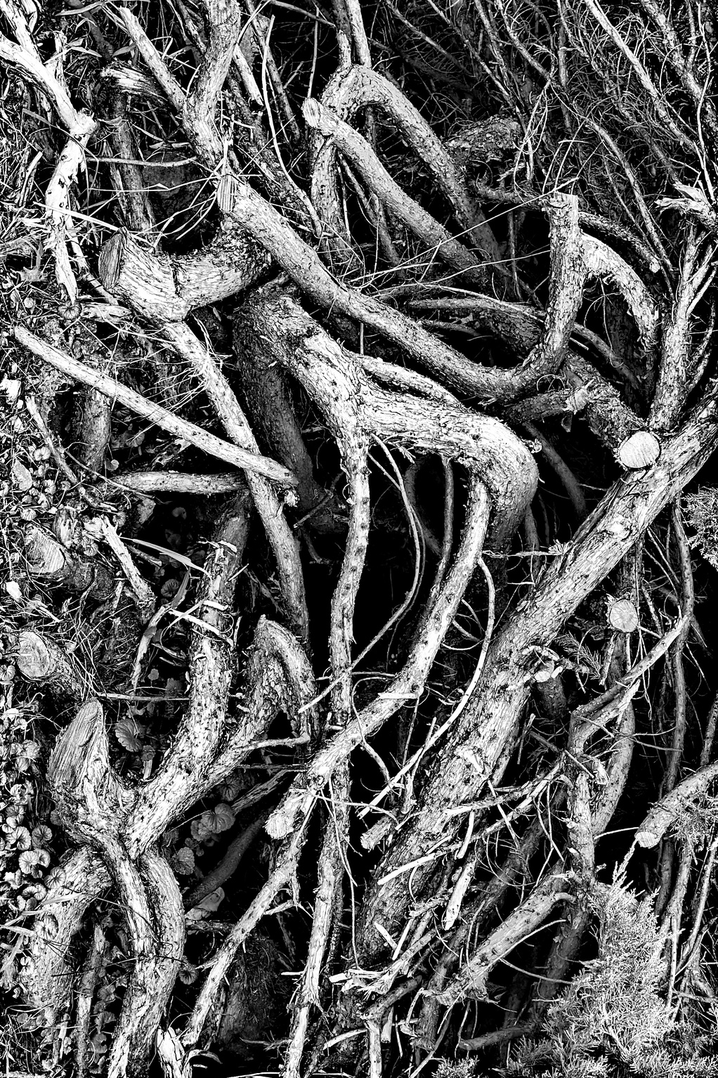 Trees 13