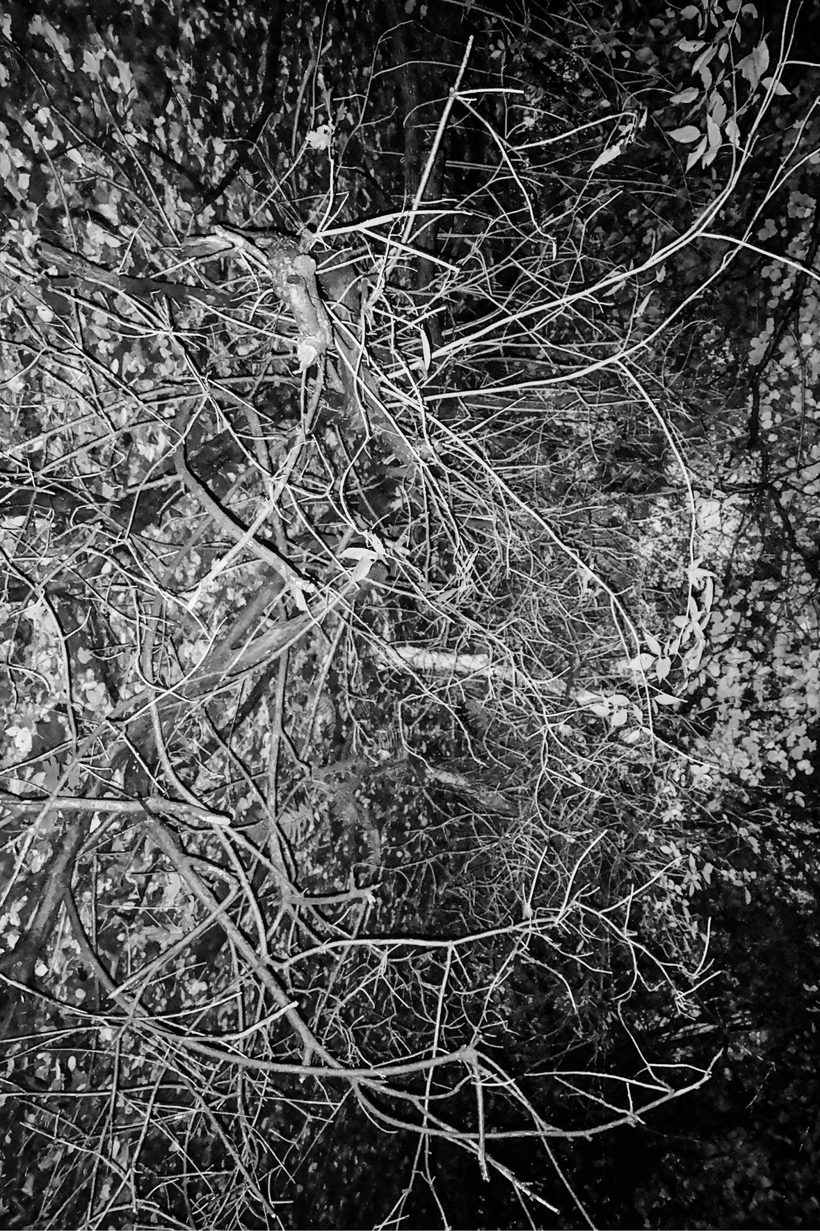 Trees 14