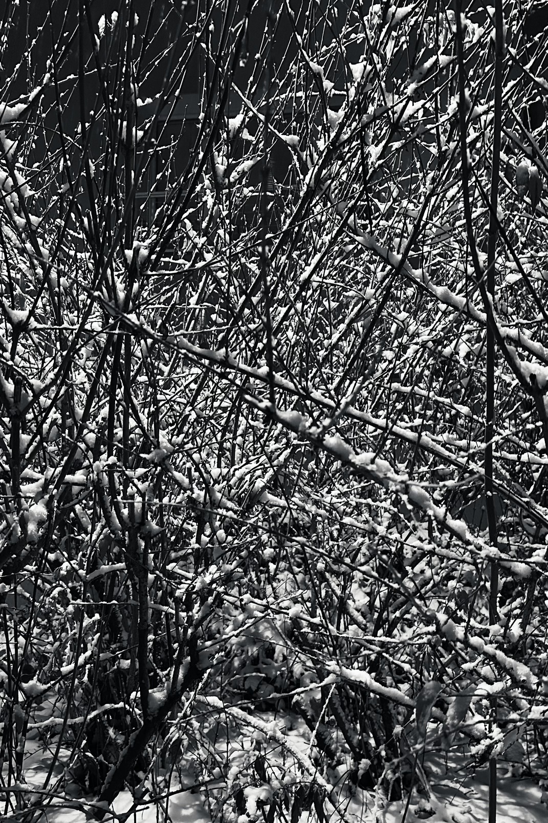 Trees 15