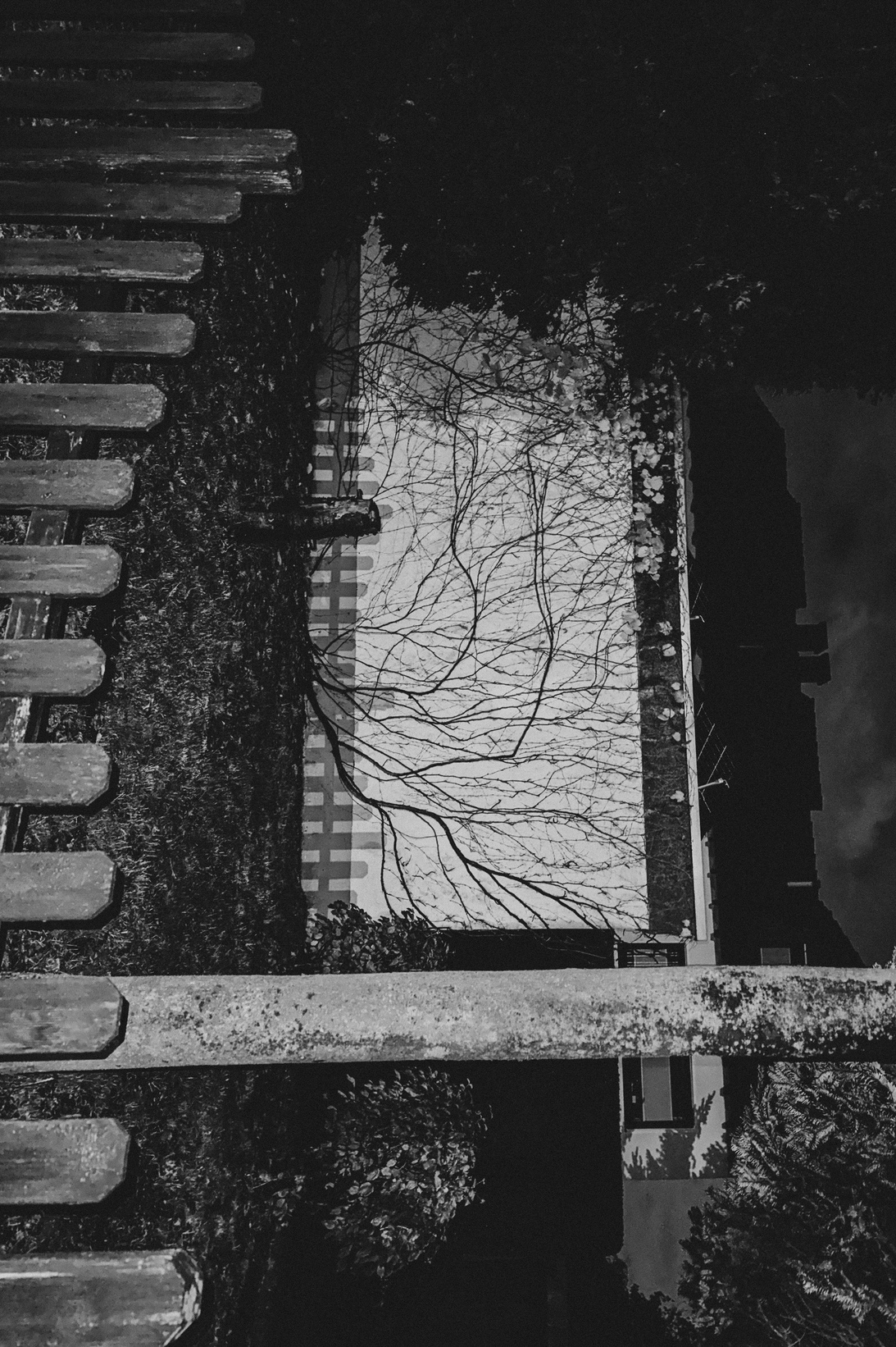 Trees 16